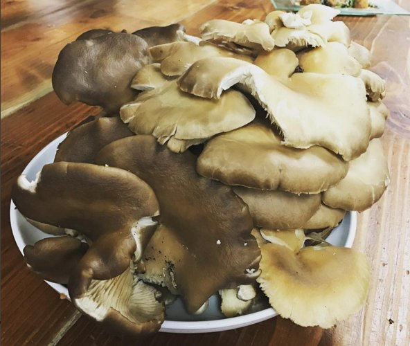 sixty5onmain's tweet photo. Wild foraged oyster mushrooms! #Nyack #Lohud #Foodie https://t.co/7O6NFclztv