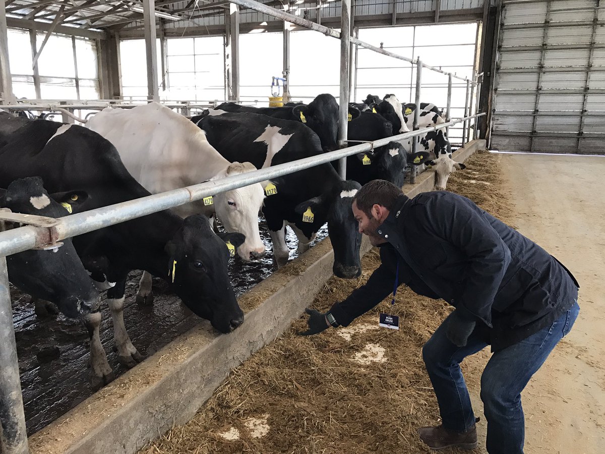 Llama meets cow. #izeahq