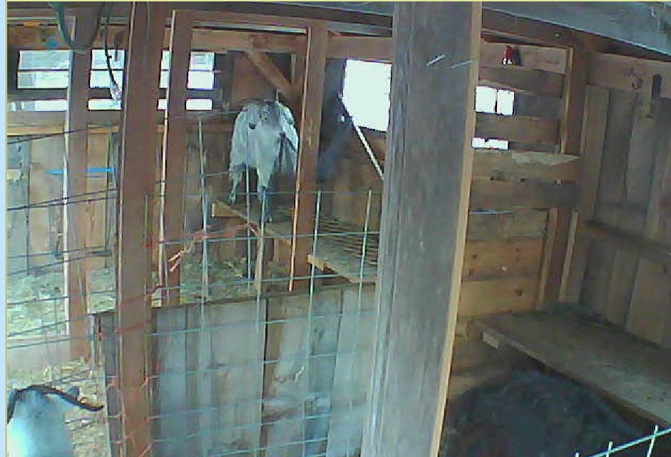 QuinnPiper's tweet photo. Last night said time to put winter window panels up in barn. This morning, found Campion had started job by removing screening.
#goodgoat? https://t.co/N2NeneoRQC