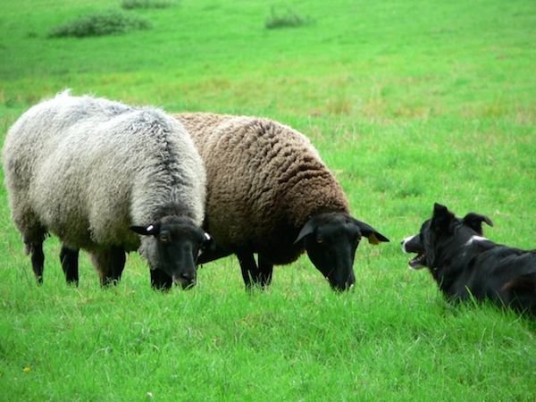 HelloNuzzle's tweet photo. Adorable Sheep Is UTTERLY Convinced She’s Actually A #Sheepdog https://t.co/1VSqzjgbjb https://t.co/AKUHQLXfh2