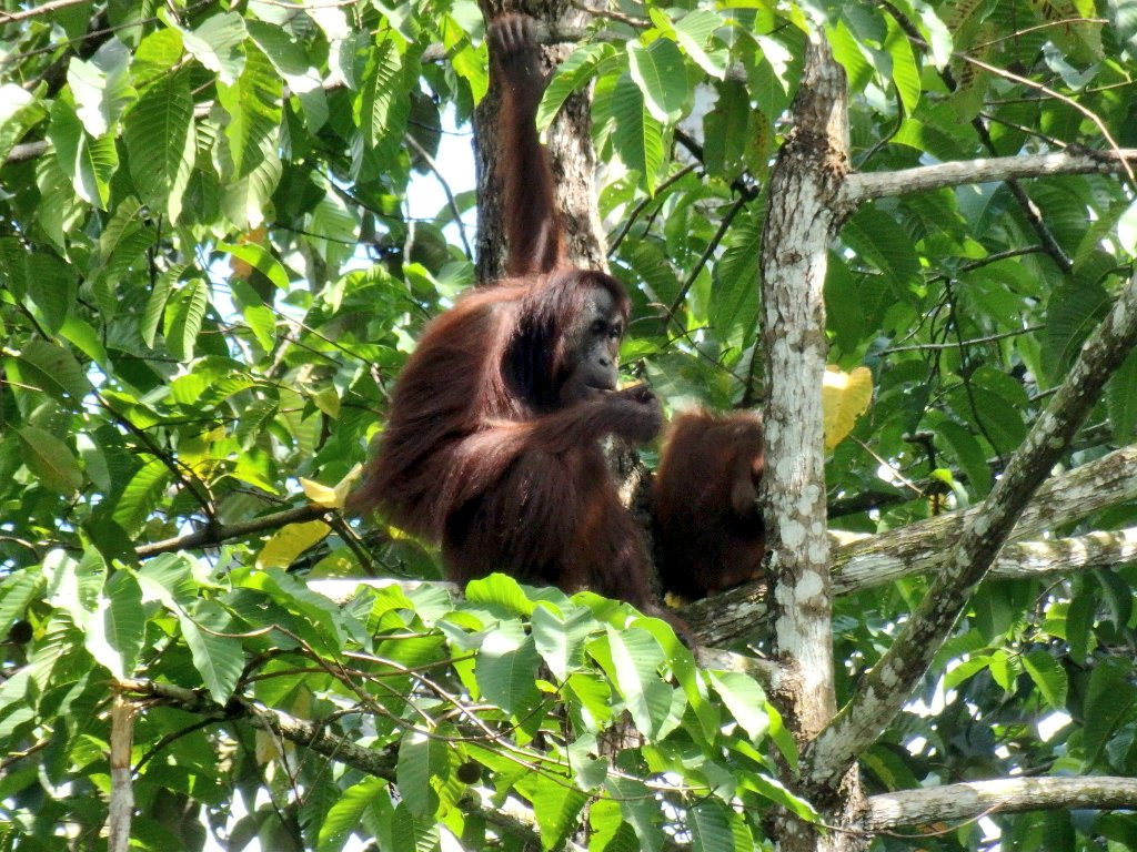 onlygooverland's tweet photo. Got to see a couple orangutans just hanging out when we visited the Rainforest Discovery Centre just outside Sandakan #travel #Malaysia https://t.co/djaYq3H2Ln