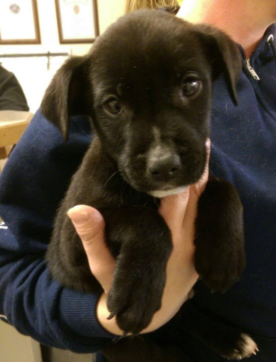 SouthOgdenCity's tweet image. Up for #adoption @PetSmart in Riverdale @5:30.  #Firstqualified #firstserved. Nevada 2 month old male lab mix