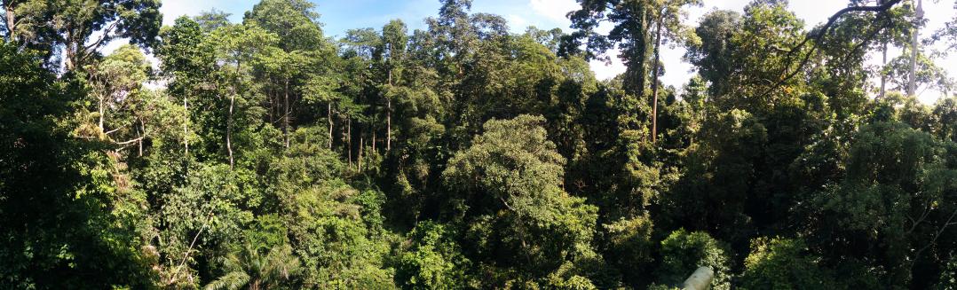 onlygooverland's tweet photo. Got to see a couple orangutans just hanging out when we visited the Rainforest Discovery Centre just outside Sandakan #travel #Malaysia https://t.co/djaYq3H2Ln