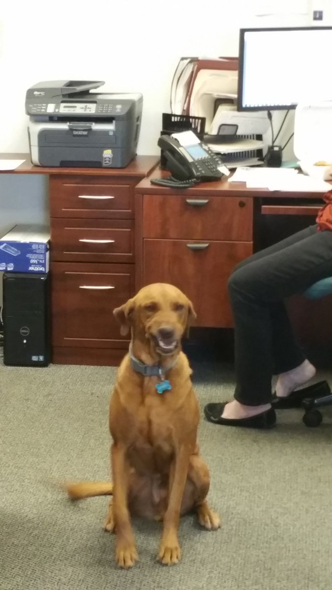 krunlara's tweet photo. #dogssmiling #sparky https://t.co/RivWDwugBQ