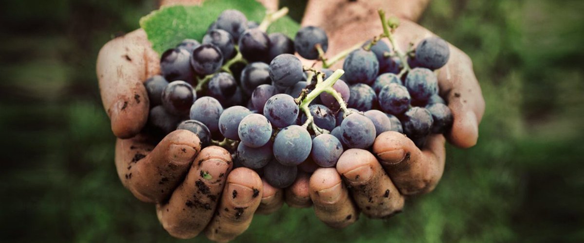 Il fascino del #vino #biologico, in promozione fino a lunedì 12 dicembre.
Scopri la nostra selezione su: callmewine.com/it/vino/biolog…