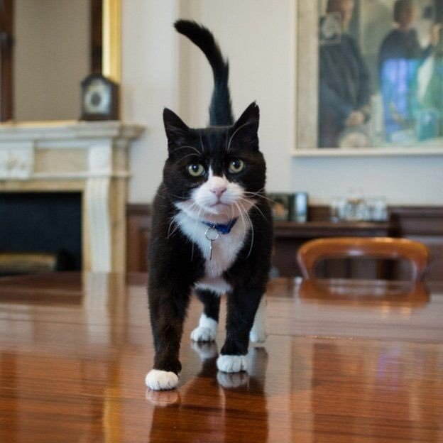 PalmerstonFOCat's tweet photo. There are now 5 cats at the heart of govt &amp; can anyone really be sure it's not us stopping this whole country tipping over into the abyss? https://t.co/3fdXaV2dBh