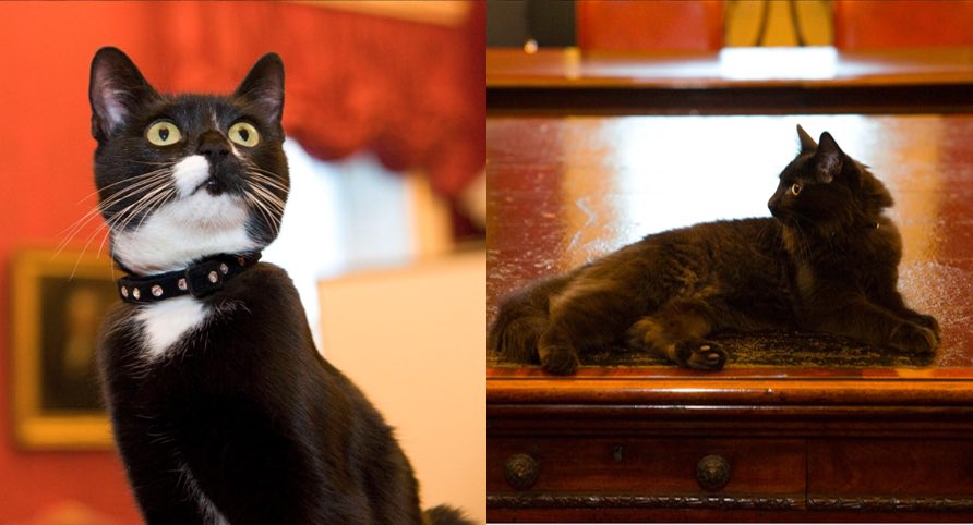 There are now 5 cats at the heart of govt &amp; can anyone really be sure it's not us stopping this whole country tipping over into the abyss?