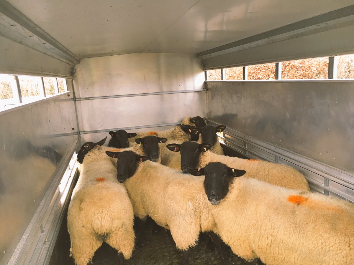 MurrainOlly's tweet photo. Some new ewes to add to the flock. #exetermarket #shearlings https://t.co/vwTtDUoBD3
