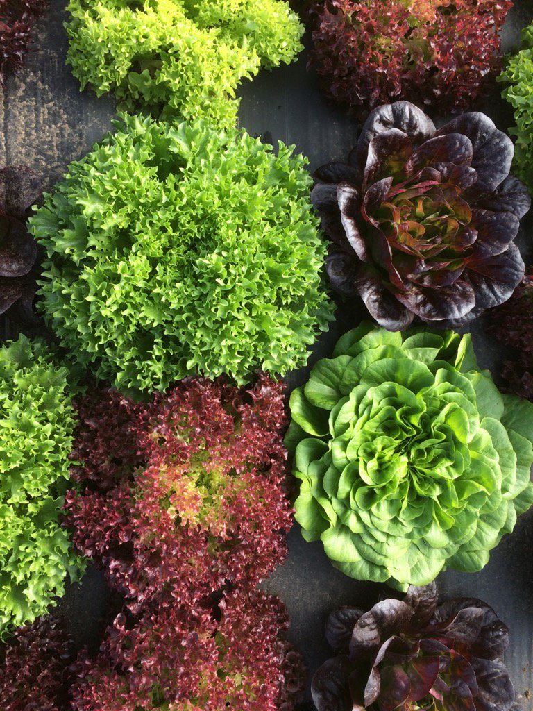 Tangerini's Farm (@tangerinisfarm) on Twitter photo We love being able to bring fresh greens to the <a href="/Natick/">Susan Thompson</a> farmers market. We'll be there Sat inside the church. We love being able to bring fresh greens to the <a href="/Natick/">Susan Thompson</a> farmers market. We'll be there Sat inside the church.