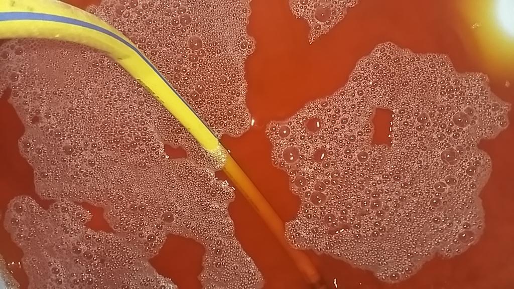 Racking crystal clear #keeved juice for a long slow #cider #ferment tastes and smells of something heavenly