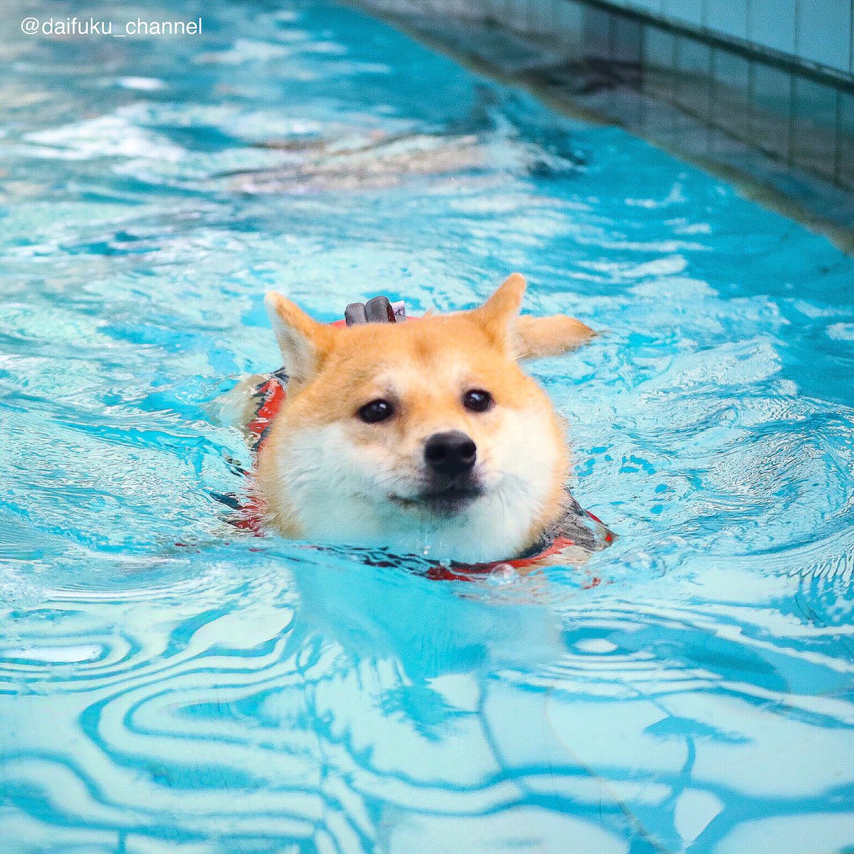 柴犬だいふく 浮き輪じゃないよだいふくだよ 季節感ゼロ いえい See You Tomorrow だいふくカレンダー 発送は12月下旬だよ お待たせしてすみません Urlはプロフィールにあるよ 肉球サイン入り年賀状の締め切りは明日まで T Co 柴犬だいふく 浮き輪じゃないよだいふくだよ 季節感ゼロ いえい See You Tomorrow だいふくカレンダー 発送は12月下旬だよ お待たせしてすみません Urlはプロフィールにあるよ 肉球サイン入り年賀状の締め切りは明日まで T Co