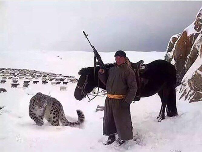 "Все наши понты меркнут перед пастухом из Монголии, у которого есть ручной снежный барс."