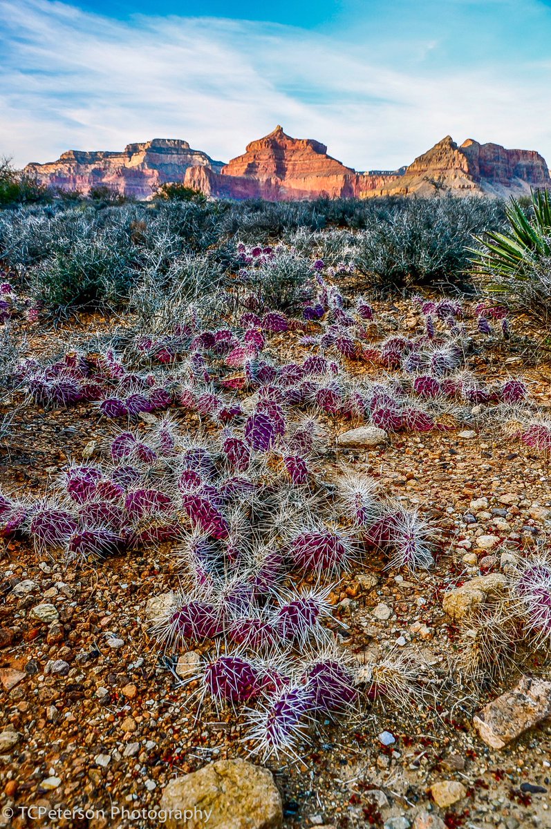 TCPetersonPhoto's tweet photo. Happy Friday from the #GrandCanyon, AZ!  #Seattle #RealEstate #Photography #NationalParks #BrightAngelTrail #backpacking #findyourpark https://t.co/9WeAcglBQL
