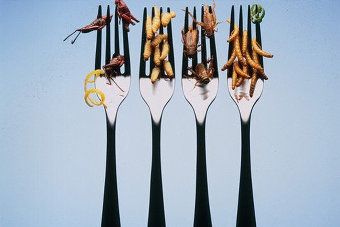 Cocinando con insectos, el arte de la #entomofagia | #ColoralDente sco.lt/7Eg5Dd