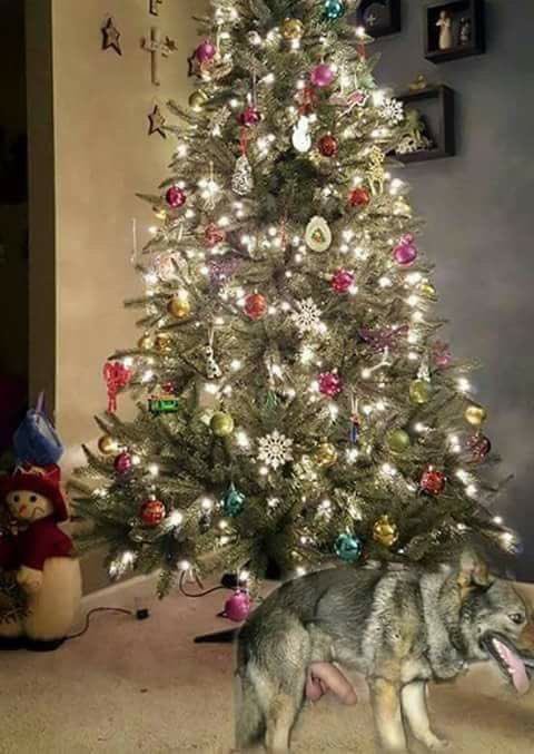 James_Ruben's tweet photo. @Marco_P_Shite On a serious note now after the #biketree picture. Please rate me tree🎄🙈 https://t.co/4X3zdA5gWA