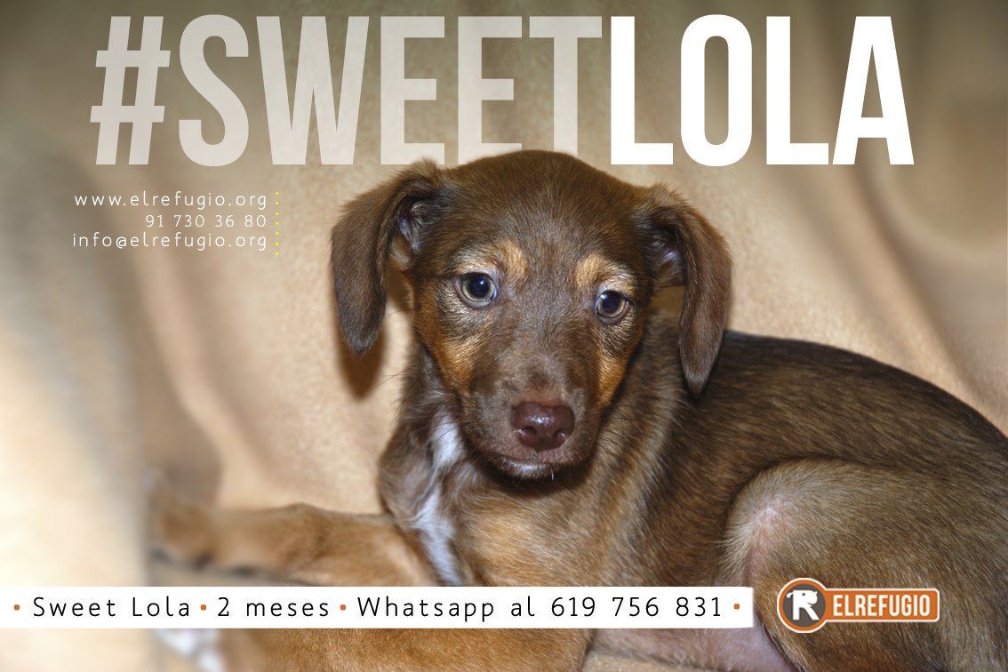 el_refugio's tweet photo. Alguien no te quiso y te abandonó al poco de nacer, pero no te preocupes, SWEET LOLA, porque amor no te va a faltar. La quieres?
#hashadopt https://t.co/rkEJCZE4IR