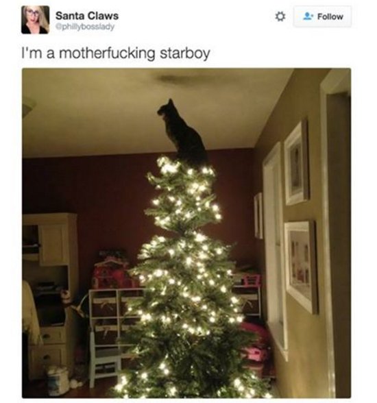 ashleypatrick's tweet photo. This is what I like 2think goes on @ ur house when u're out @_David_Patrick_- aside frm parents randomly showing up 2 ninja hang curtains ;) https://t.co/nZ551fN9bx
