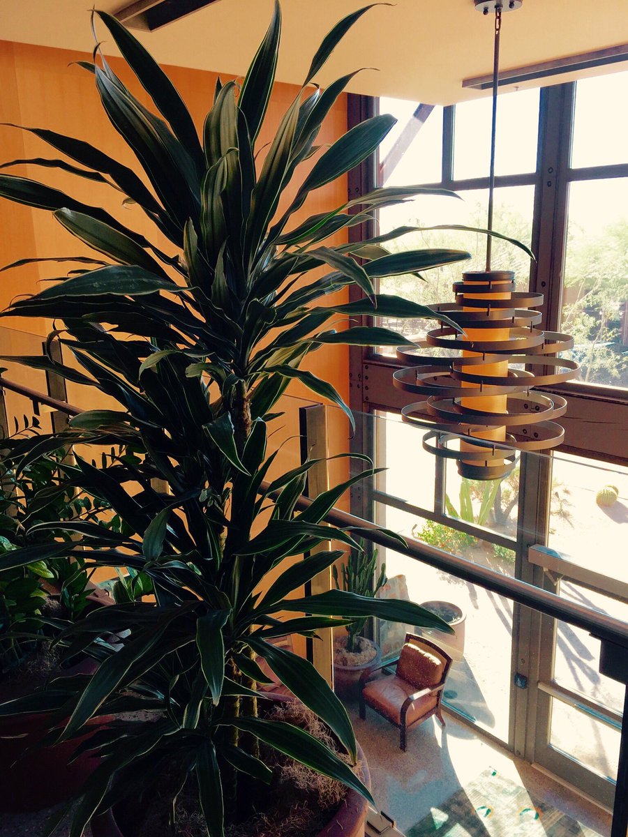 JustPlantDesign's tweet image. Liven up your lobby with #plants @JustPlantDesign #thegreeneffect love the modern lighting!