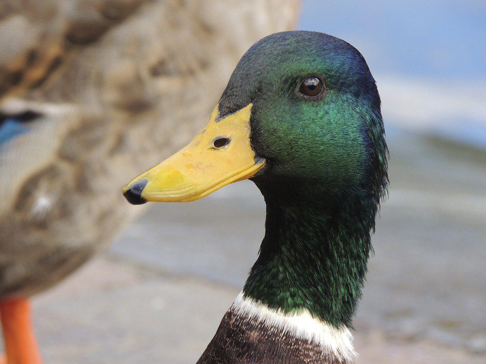 AvoMinecraft's tweet photo. #AvosFacts
A duck's quack doesn't echo, and no one knows why
#LawsOfPhysics
#CreeperDuck
@DNR_CREW @HYPERRTS @ACTIVERTS https://t.co/wIKn9U9jfv