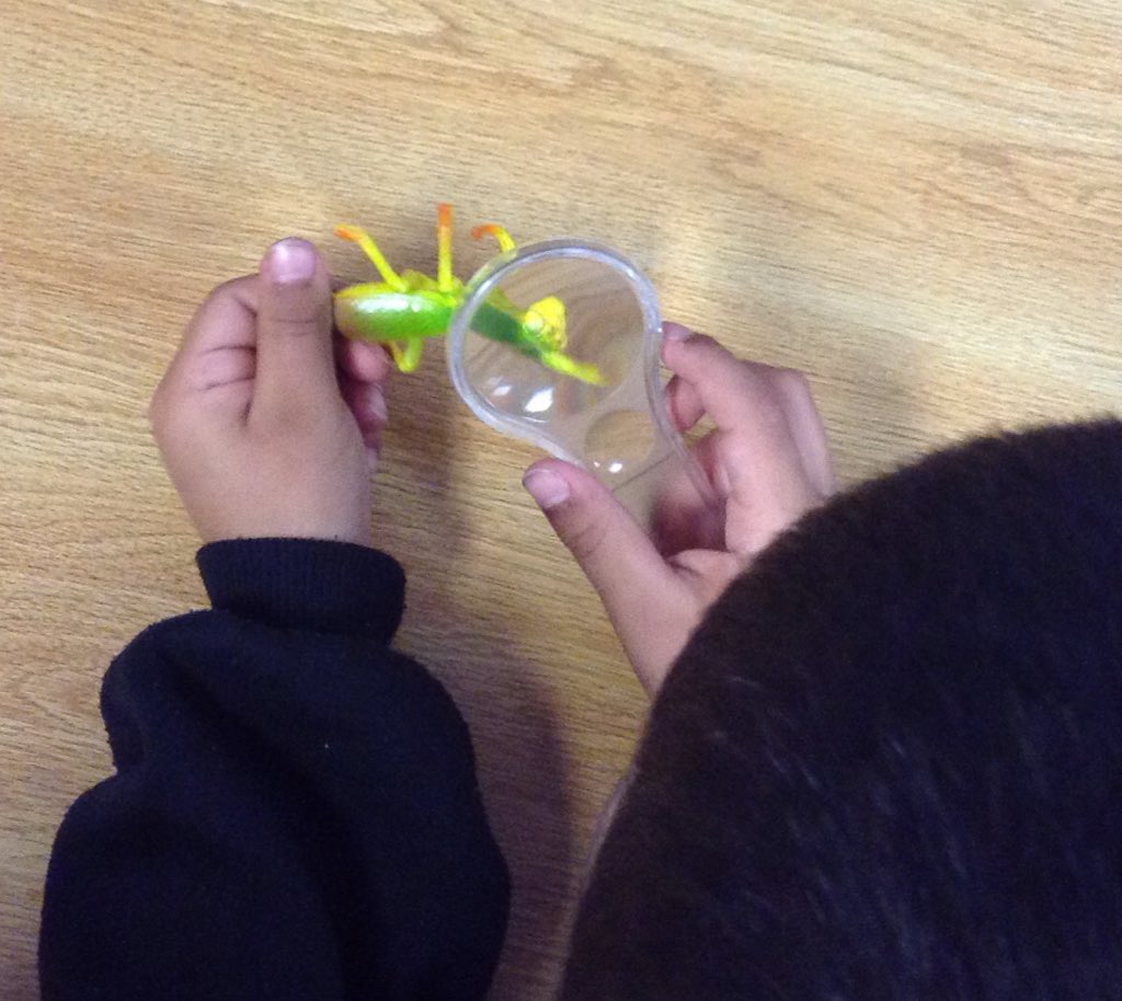 LStevensES's tweet photo. Kinder is taking a closer look at life cycles.#wildlifebydesign  #hisdteamwest1 https://t.co/Esi0eNDtC7