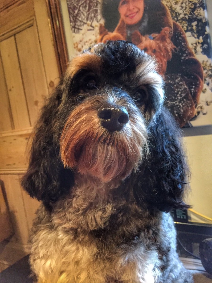 preciouspupsp's tweet photo. @PyromaniaFwks @Wellpetltd @krazy4pets @ThePetReader #FridayFeeling having a washday here! #RubyRocket #fluffypups https://t.co/dpqFktczCx