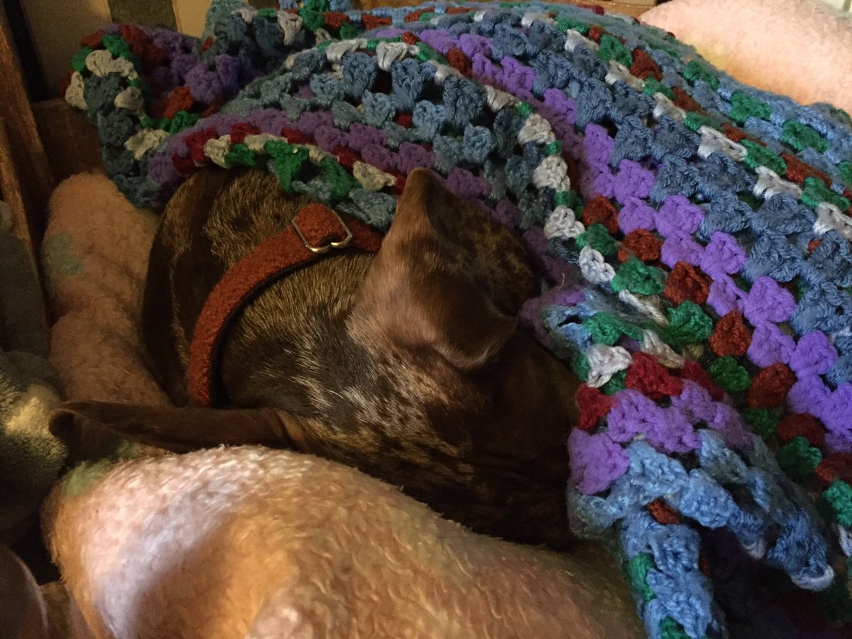 preciouspupsp's tweet photo. @PyromaniaFwks @Wellpetltd @krazy4pets @ThePetReader #FridayFeeling having a washday here! #RubyRocket #fluffypups https://t.co/dpqFktczCx