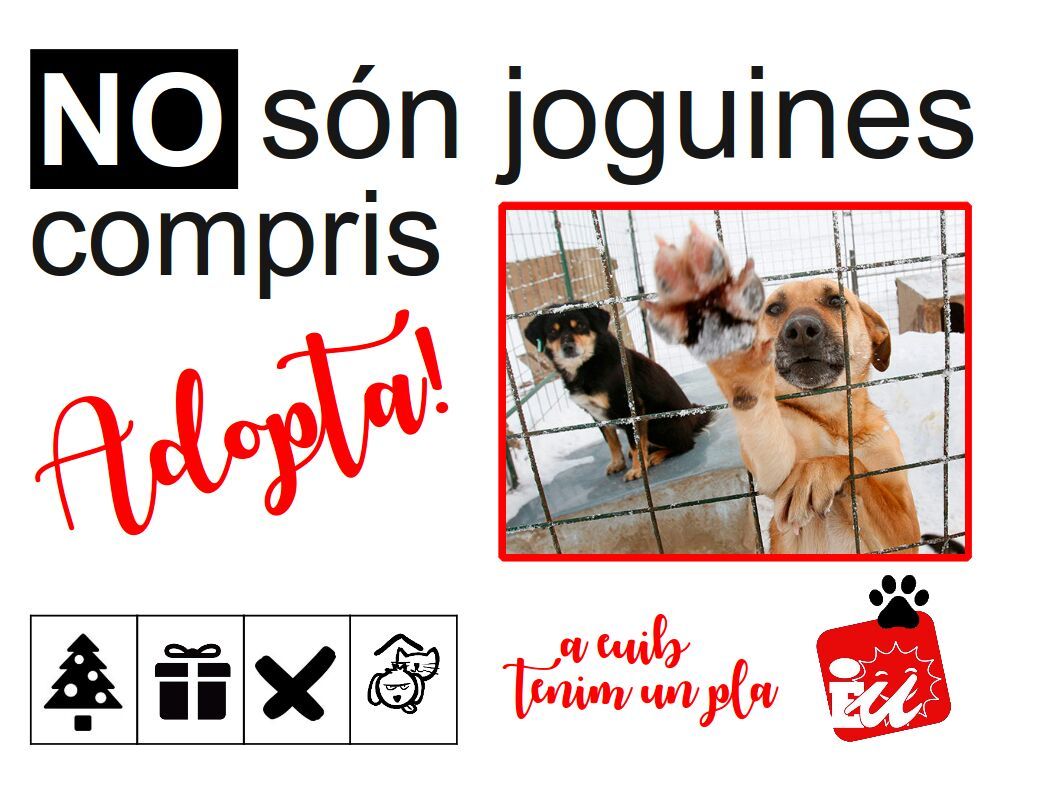 IzquierdaUnida's tweet photo. .@EUIB pide la adopción responsable de animales frente a la "compra compulsiva" en Navidad
https://t.co/mYRGnrMLBe https://t.co/dExWXEEz25