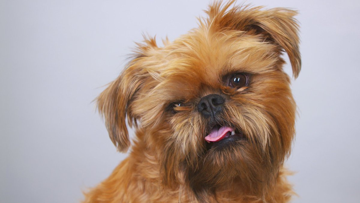 Eric the Brussels Griffon