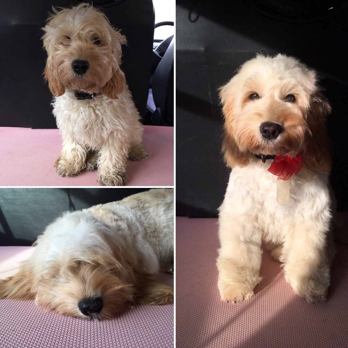 Maisie's first groom 💞 #cockapoo cockapoo  #doggroomersrock #dogsofinstaworld #doggrooming #buzzpup