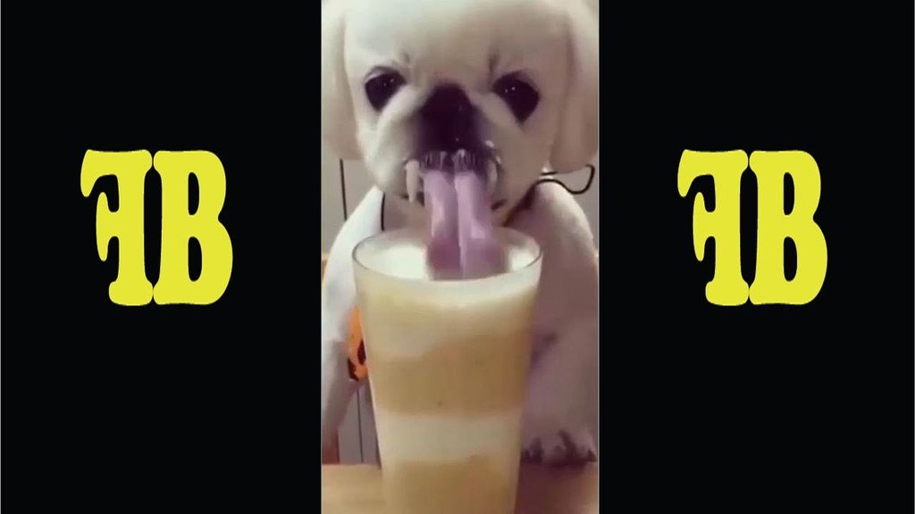 TheFunBuzz's tweet image. youtu.be/vqS88-rgfjM *Try Not To Laugh Challenge* | Funny Animals Vines Compilation | Funny Videos 2016