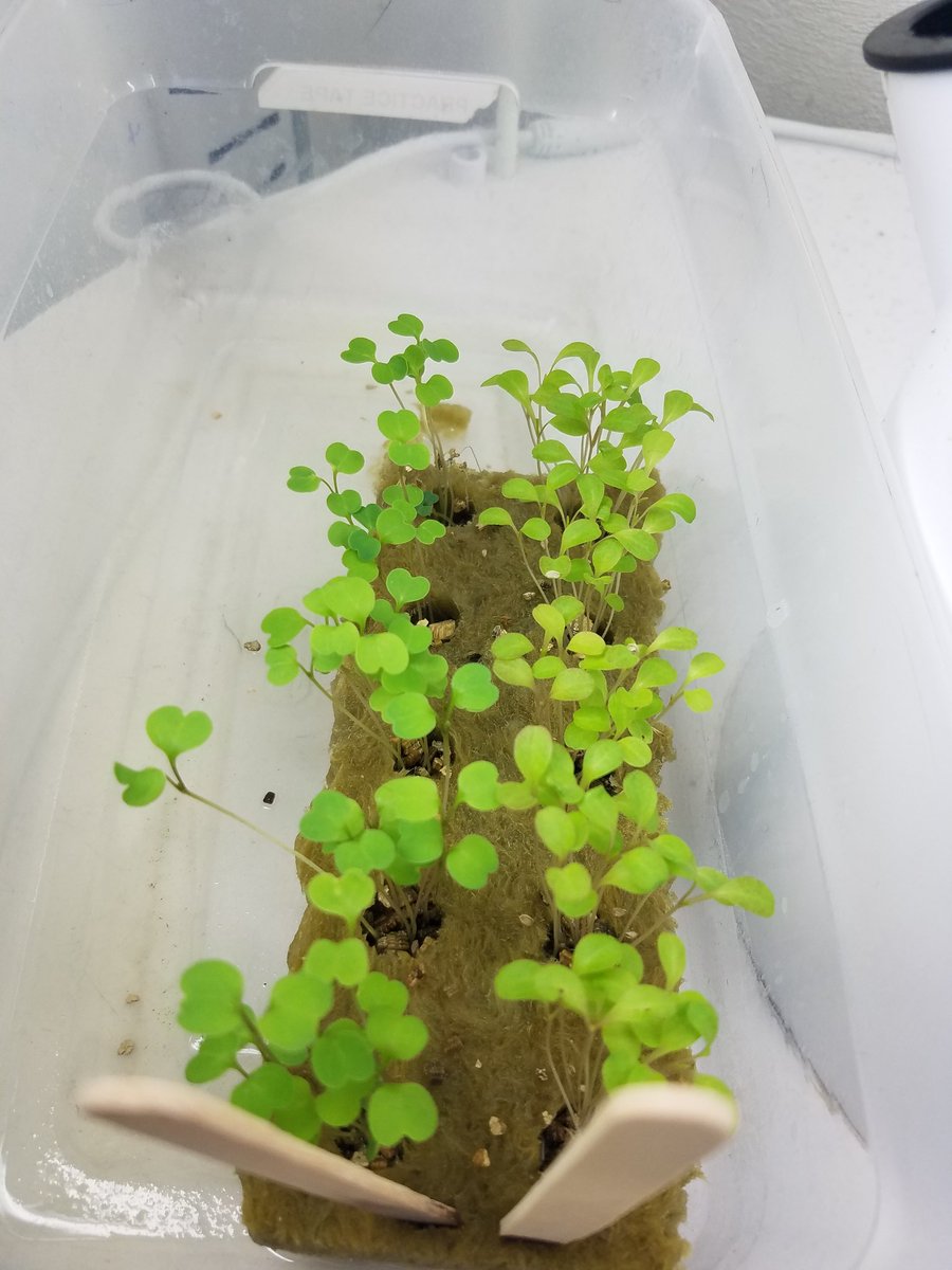 CoachWindmiller's tweet image. #advancedtactics learnin how gardening could be used out of this world &amp;amp; how 2 stay connected thru social media @TowerGarden @MrsSargentFMS