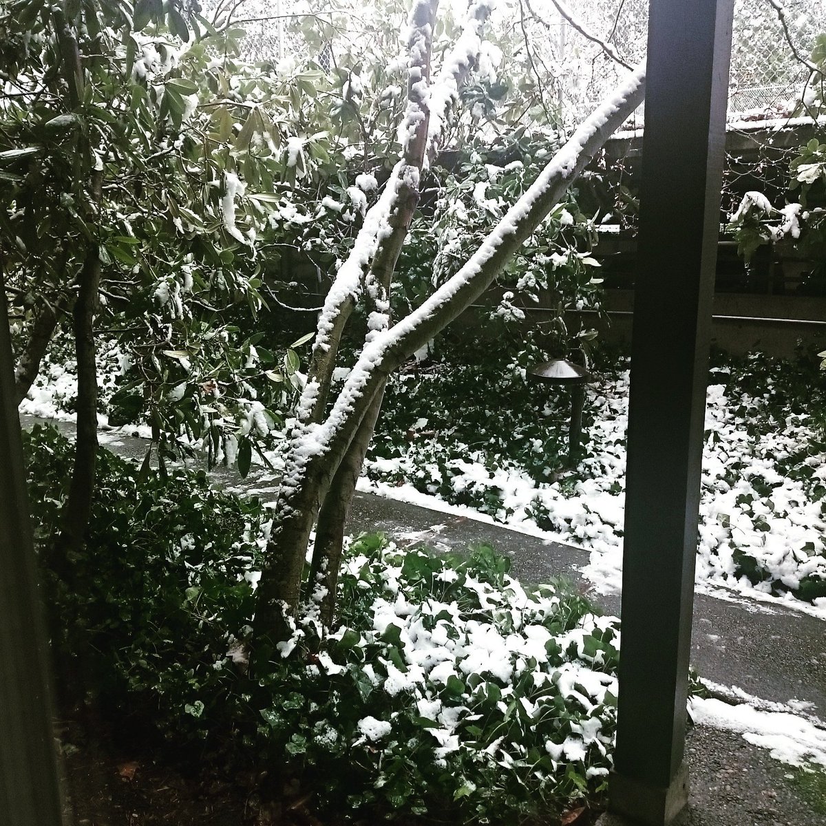 nurly_whirly's tweet image. #AdaTwog day 123a: Delayed start, pushing my morning interview to next week 😞. But if seattlites drive like pdx-ers in snow, I&apos;m grateful.