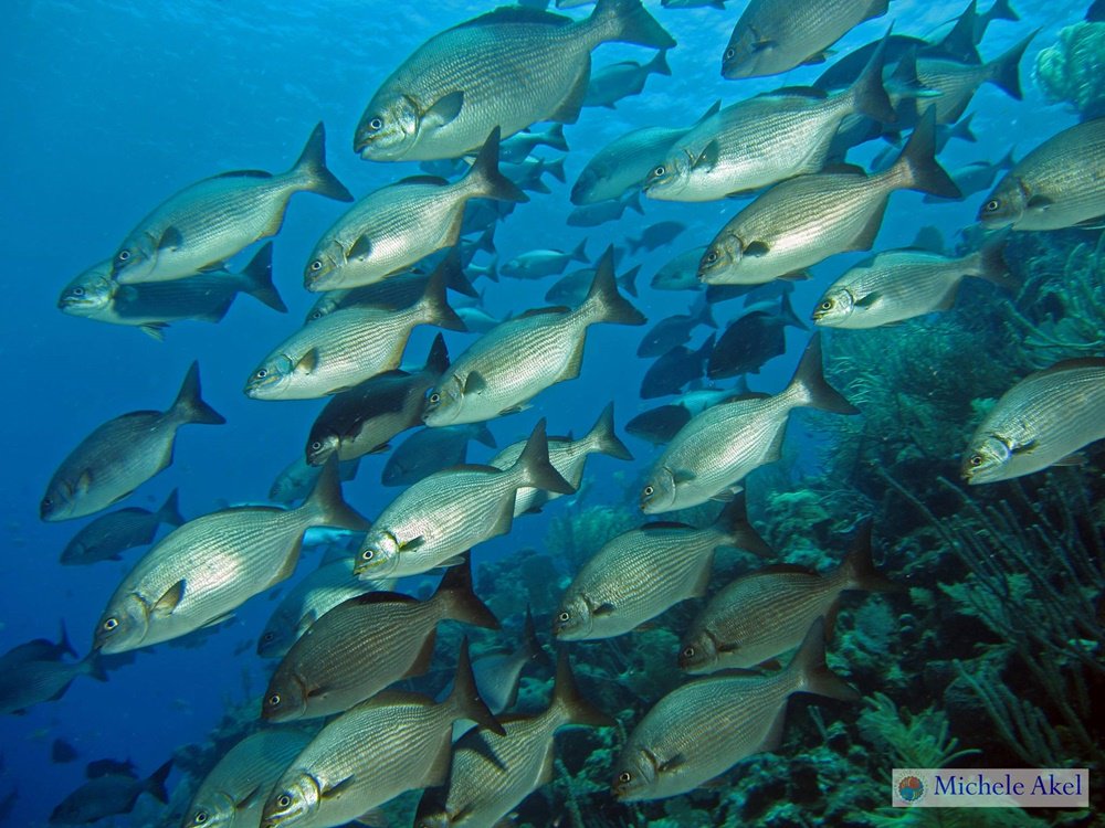 Conocer #Roatán debe ser uno de los propósitos de su vida y recuerde que existen opciones de alojamiento y diversión para todo presupuesto.