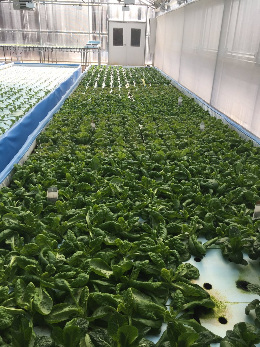 Great visit today with Levi at South Mountain Microfarm, aquaponics.