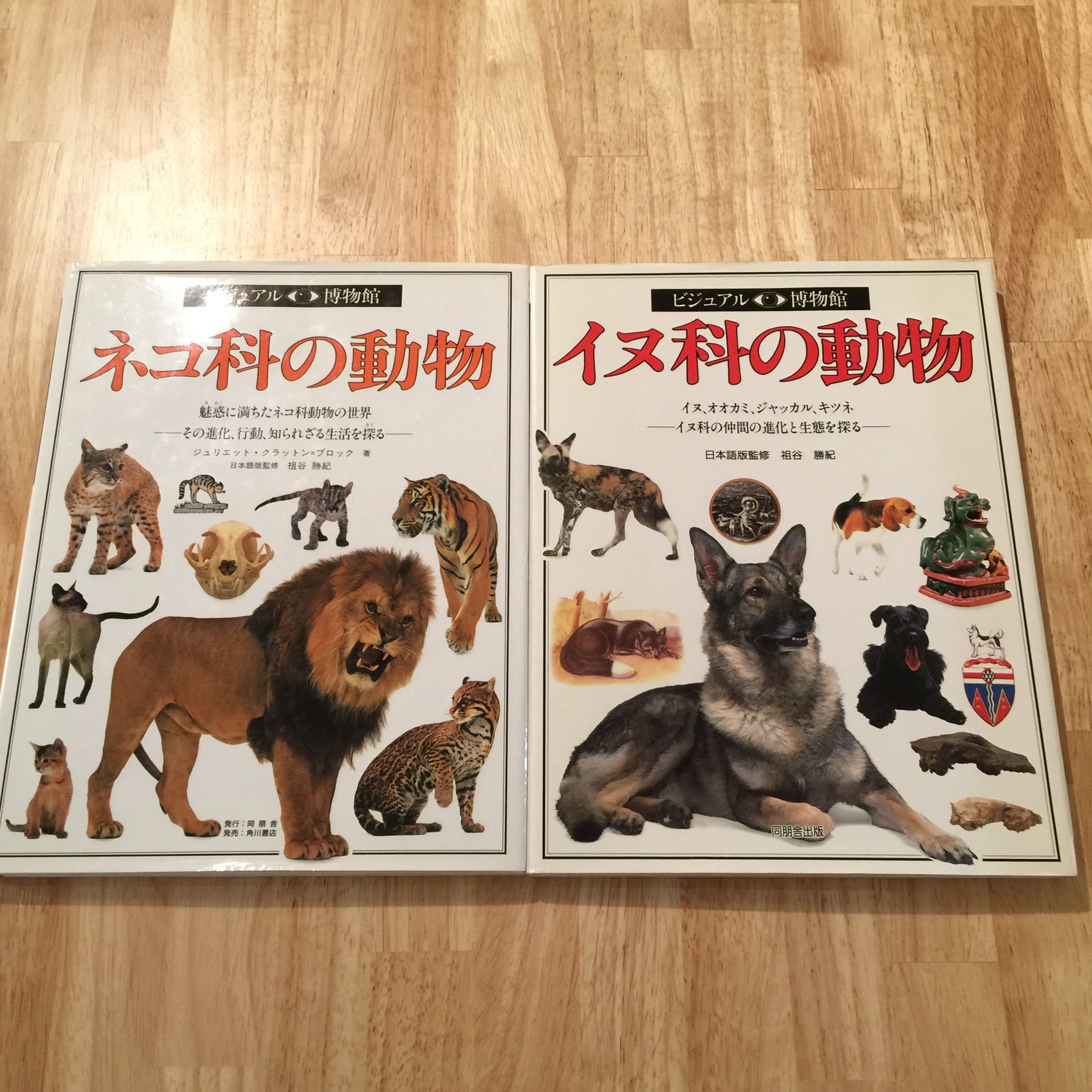 図鑑カフェ Fumikura いぬ ねこ論争が過熱し過ぎて とうとう科同士の全面抗争に ネコ科の強力な戦闘力に対し イヌ科は狼以外はキツネ タヌキ ハイエナ ジャッカル コヨーテ そんな 図鑑 動物 イヌ科 ネコ科 T Co