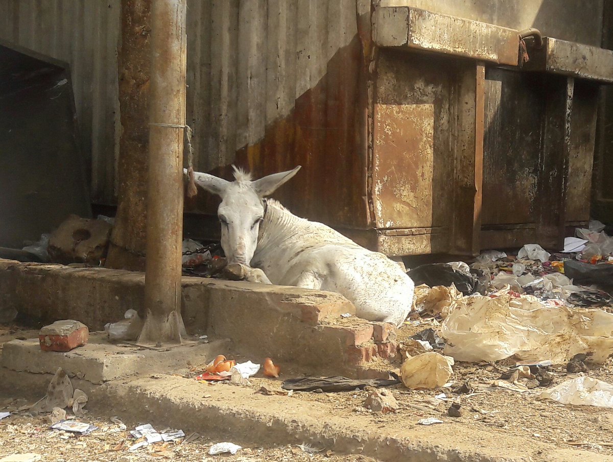 Egypt Equine Aid tweet media