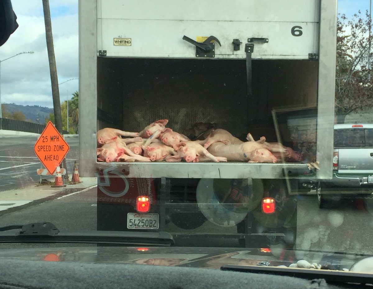 CoachAray's tweet image. Over here on the #eastside 😂💯 no lie wanna take one run🏃🏾but workers inside truck🐷🐽 #kumars
