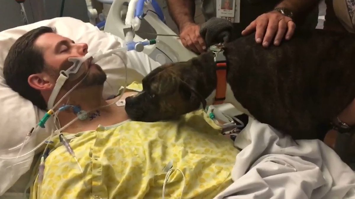 WATCH VIDEO Dog brought to say goodbye to dying owner bit.ly/2hcVxb8 https://t.co/oOk976VliH