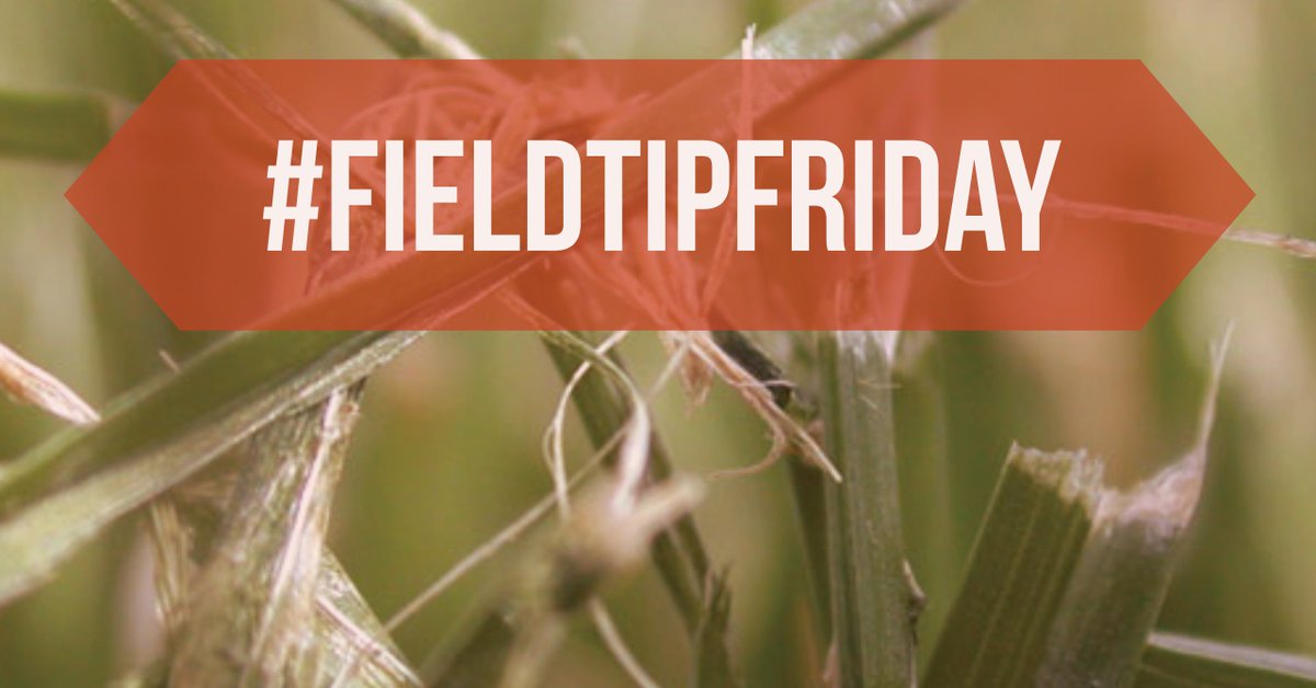 SFM_Magazine's tweet photo. #FieldTipFriday: Kentucky bluegrass produces rhizomes, thus it has the ability to spread laterally more quickly than bunch-type turfgrasses. https://t.co/lciXu5qfNI