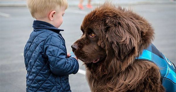 PlanetGreen's tweet photo. Airport therapy animals take stress out of travel https://t.co/lM7QC6Aka0 https://t.co/mZYW4SA47z