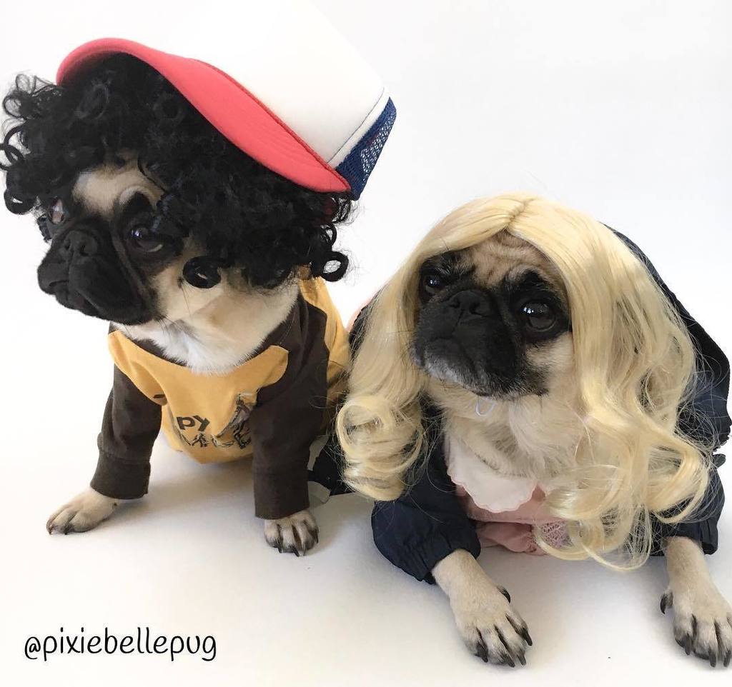 pixiebellepug's tweet photo. Friday's got us like "oh my god oh my god oh my god oh my god"... 🤗🎉😎
.
#strangerpugs #dustin #eleven #strangerthin… https://t.co/yX5EpQtX11