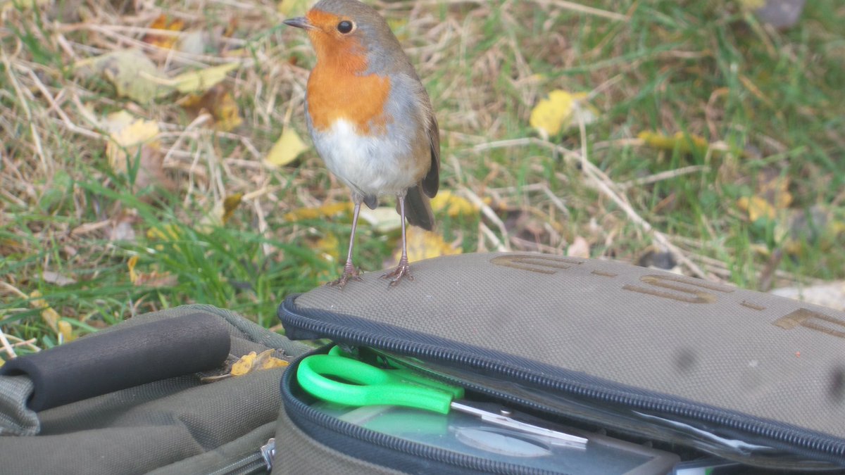 #carpfishing #teammainlinebaits...this little fellas partial to the #hybrid