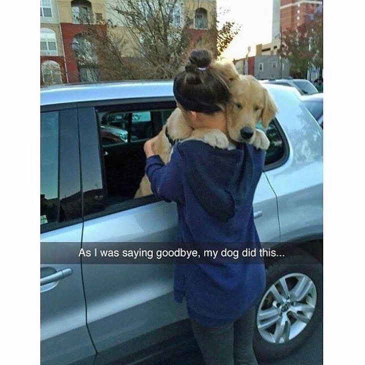 FitKibble's tweet image. How cute are dogs?? 😍😭