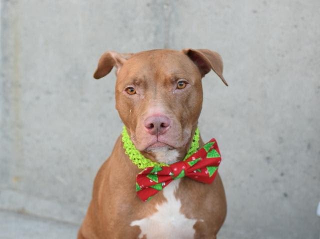 UrgentPart2's tweet photo. MACCI - A1098306 - Please Share:TO BE DESTROYED 12/10/16**NEW HOPE ONLY**

https://t.co/1PNeacbAQx https://t.co/LRFXDJwTEJ