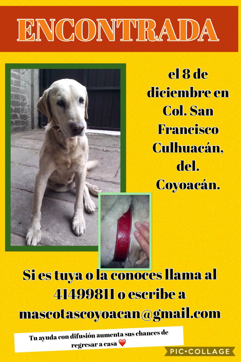 MascotaCoyoacan's tweet photo. #ENCONTRADA labrador arena, collar rojo, en la colonia San Francisco Culhuacán, del. Coyoacán.
Por favor difundan para que regrese a casa. https://t.co/MkPXJTEtFq