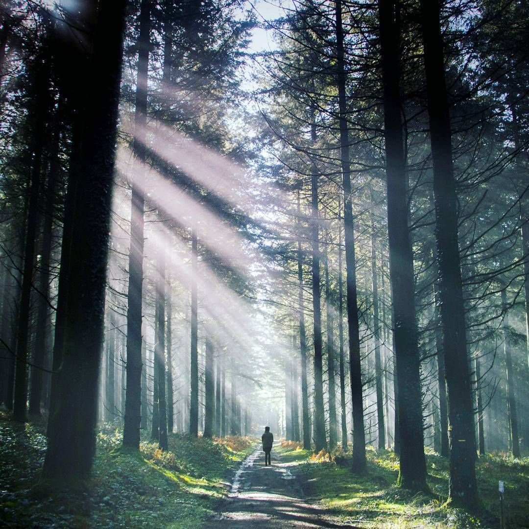 Morning walk in Foret De Chabriere | Photo by JB Qorz