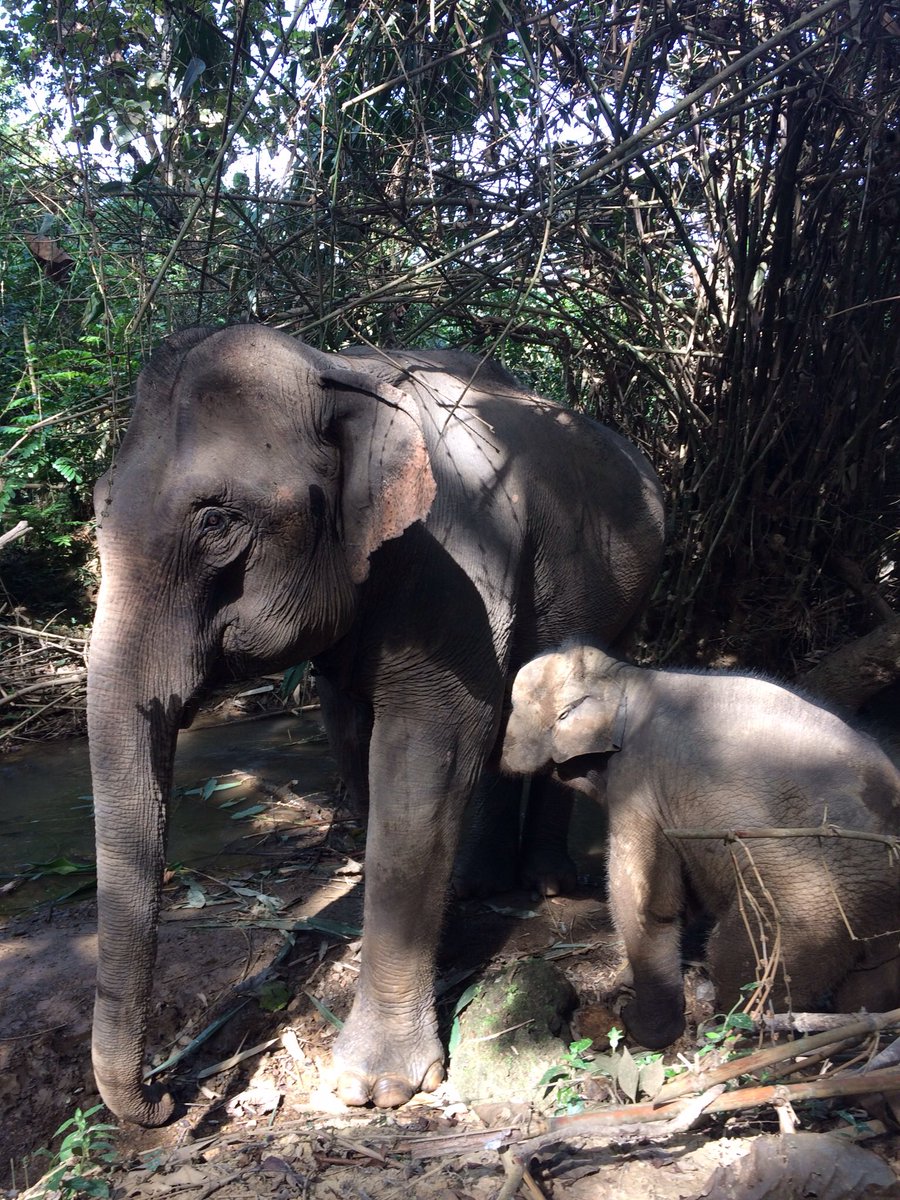 gmamantaka's tweet photo. Elephant sanctuary...conservation through nature #Elephantlivesmatter #amantaka https://t.co/XbWax5pwIV
