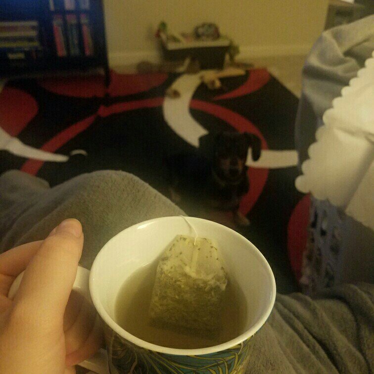 xXJustLiveLifeX's tweet photo. Relaxing night enjoying Yogi Kombucha Green Tea and playing with my dog. @yogiproducts @influenster #yogitearefresh https://t.co/8zCQgA9Vqs