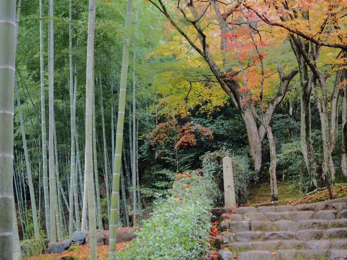 대나무 단풍풍경