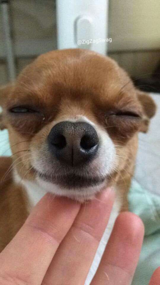 View of What Happens If A Dog Eats A Chocolate Brownie